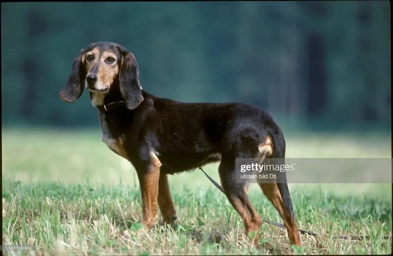 Jura Niederlaufhund – Hunderasse