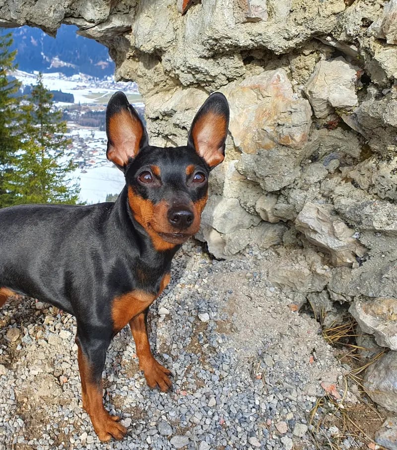 Regina's Minpin Nyala gallery image 3