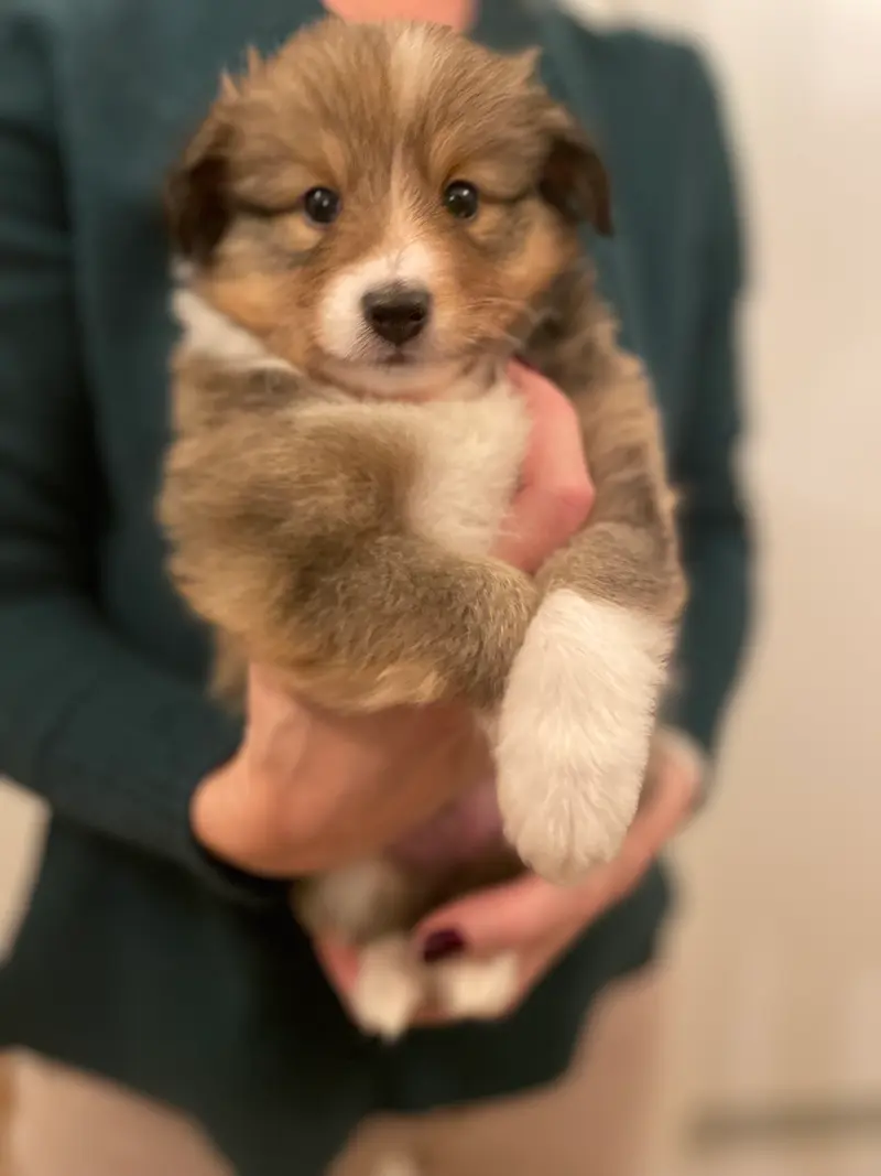 Sonic – Shetland Sheepdog Pup – Foto 3