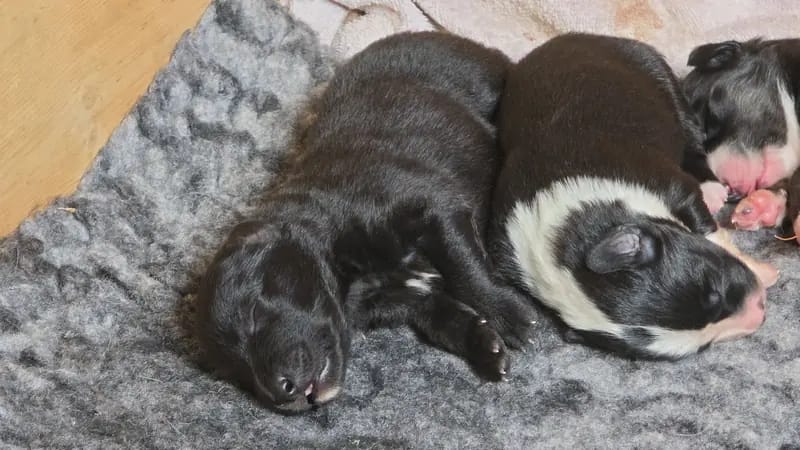 Australian Shepherd Welpen ab anfang Oktober – Australian Shepherd Puppy – Photo 4