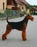 Rüde (T-Wurf) – جرو Airedale Terrier – صورة 2