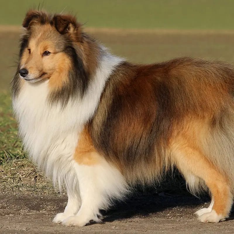 Captain Jack Sparrow – جرو Shetland Sheepdog – صورة 4