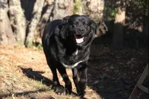 Leo – Mischling (Neufundländer-Labrador?) – Foto 2