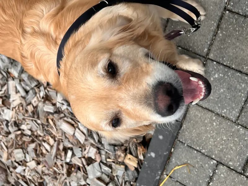 Retriever of Magic Forest gallery image 2