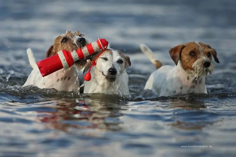 Jack Russell Terrier von der Bramau gallery image 2