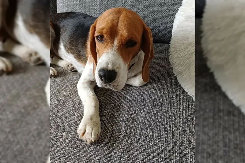 Eva – Beagle – Photo 3