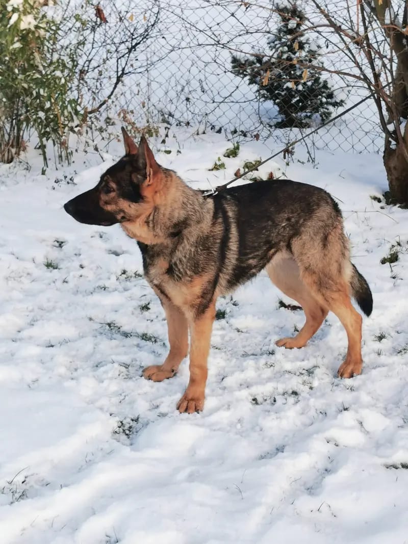Schäferhunde vom Deutschen Rosenstamm gallery image 3