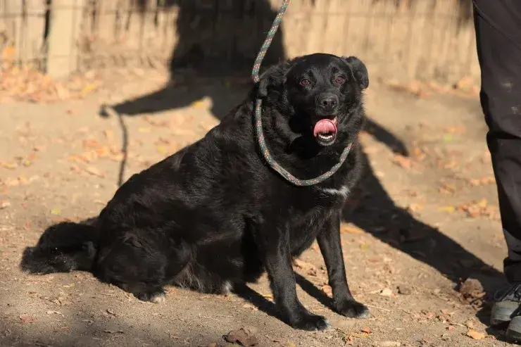 Bobby – Labrador Mischling – Foto 3