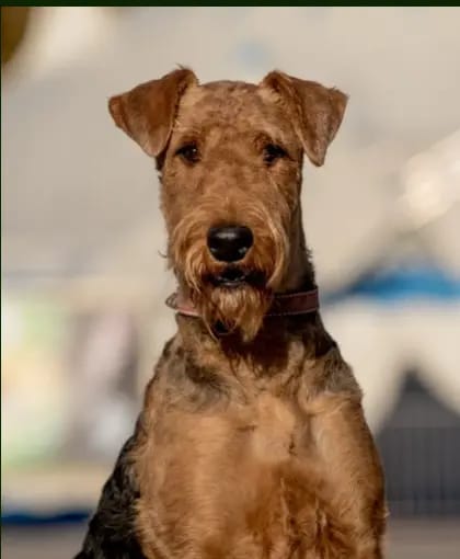 Labrador Retriever Züchter in Bayern gallery image 3
