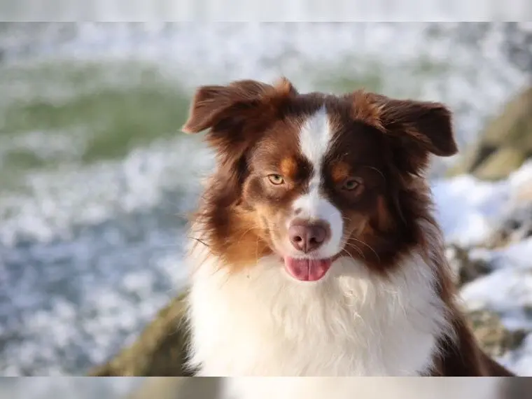 Deckrüde - Miniature Australian Shepherd ASDR, MASCA – Australian Shepherd Pup – Foto 4