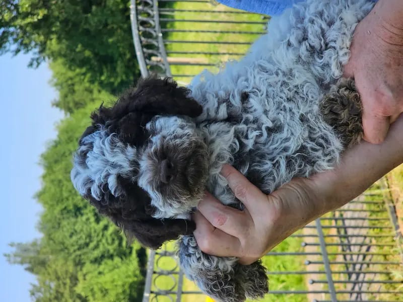 Curly Coats Lagotto Romagnolo gallery image 3