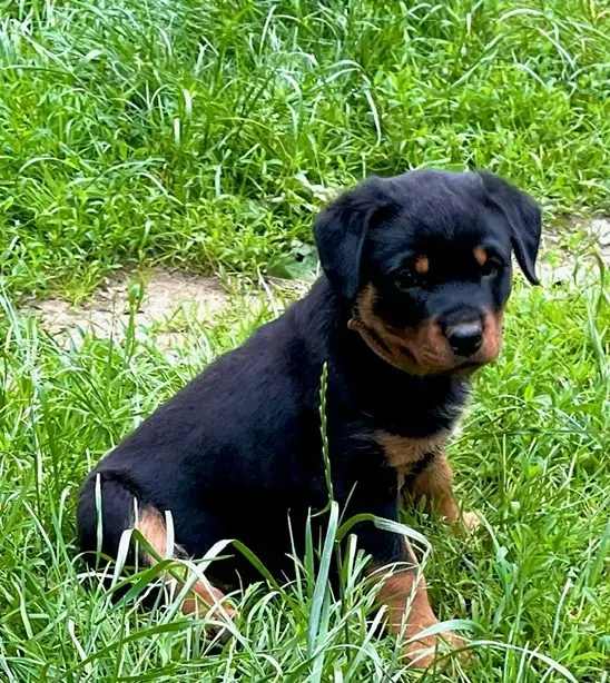Grisu von der Drachenhöhle – Rottweiler – Photo 2
