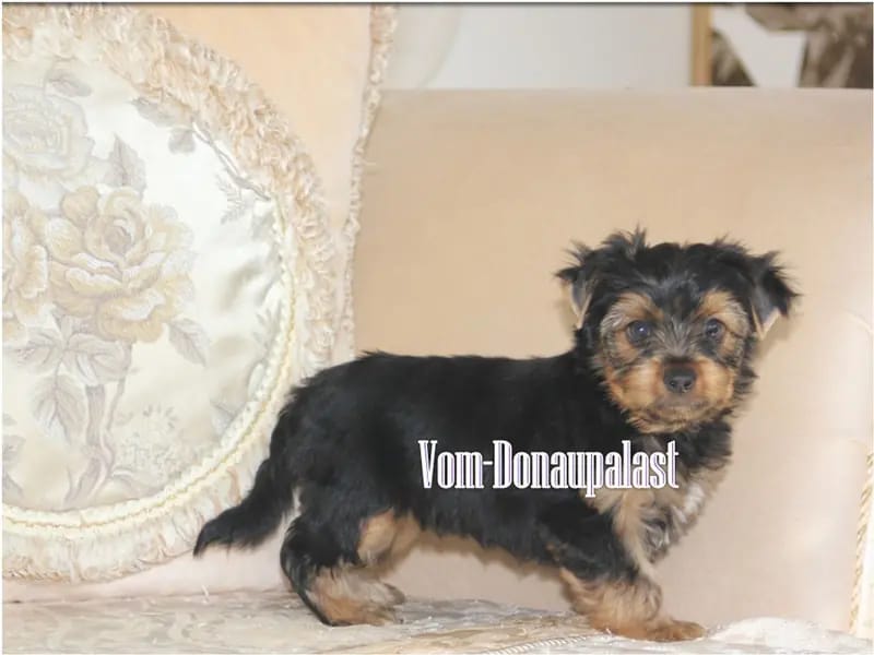 Yorkshire Terrier Welpen. Keine Mini. Biewer und Standard gallery image 2