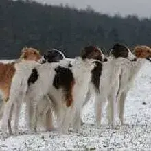 Ailica's Barsois