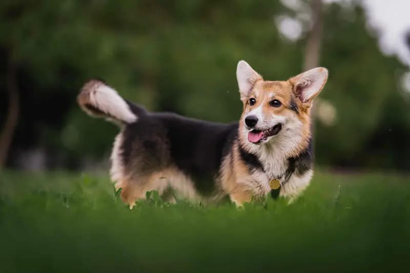 Welsh Corgi Pembroke – Hunderasse