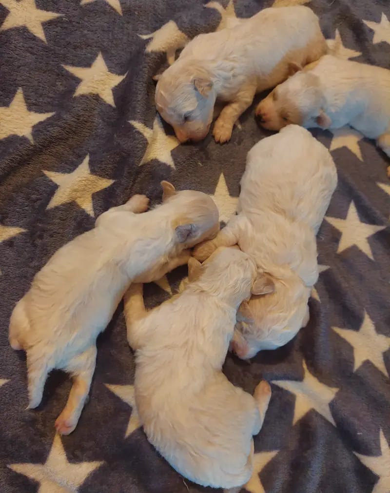 Bichon Frise Zucht "Dream Teddy's" gallery image 2