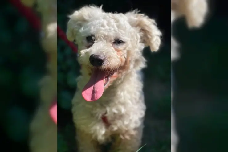 Teddy – Bichon Bolognese-Mischling – Фото 2