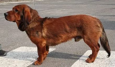 Alpine Dachsbracke – dog breed