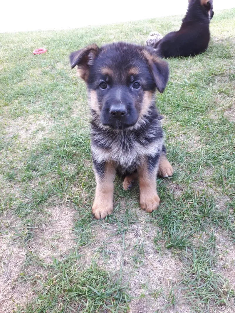 Zuchtstätte Deutscher Schäferhunde "vom Arkanum" – Deutscher Schäferhund – Bild 3