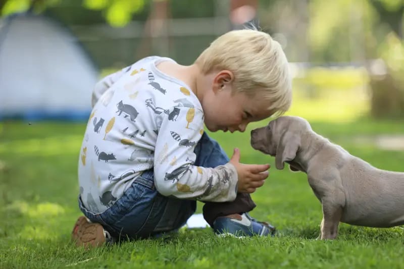 Weimaraner of royal Diamonds gallery image 4