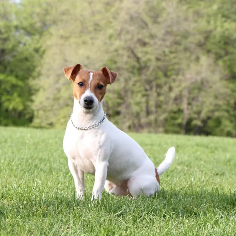 Jack Russell Terrier – Hunderasse