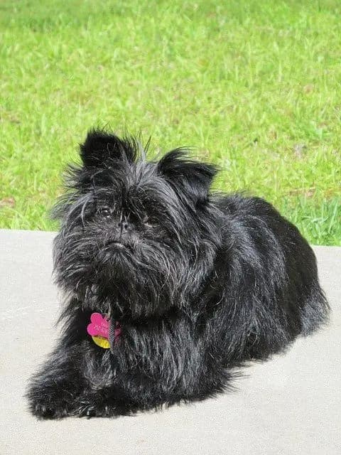 Affenpinscher – dog breed