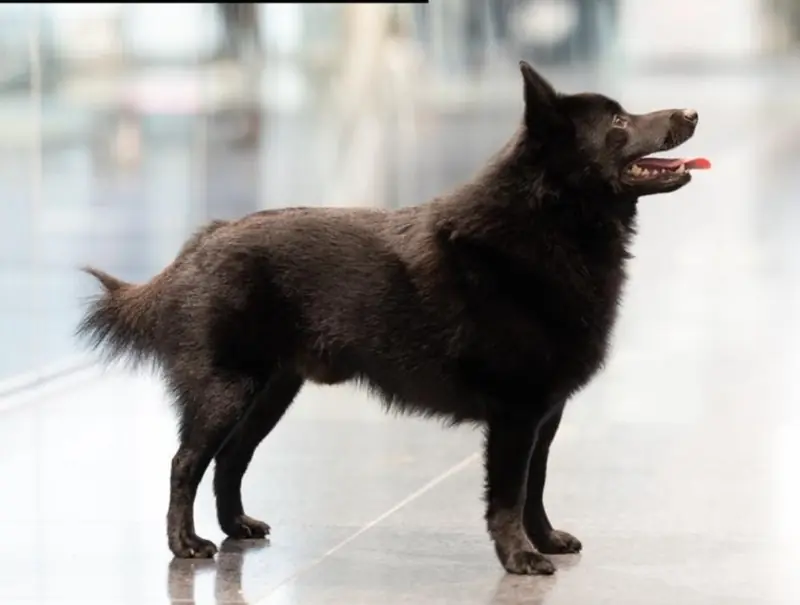 Black Star Schipperkes – Schipperke – 图片 2