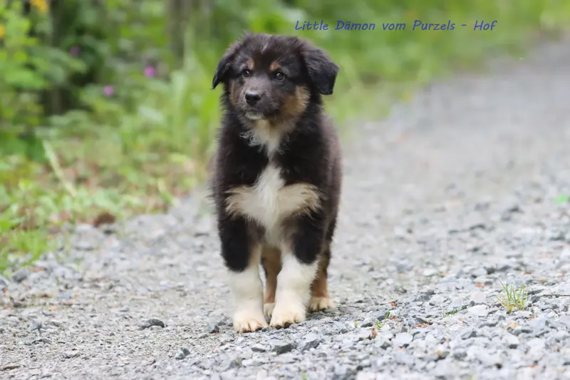 Little Dämon – Szczeniak rasy Australian Shepherd – Zdjęcie 3
