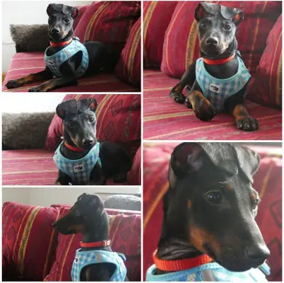 Nante von der Spree – Manchester Terrier (Toy) – Foto 2