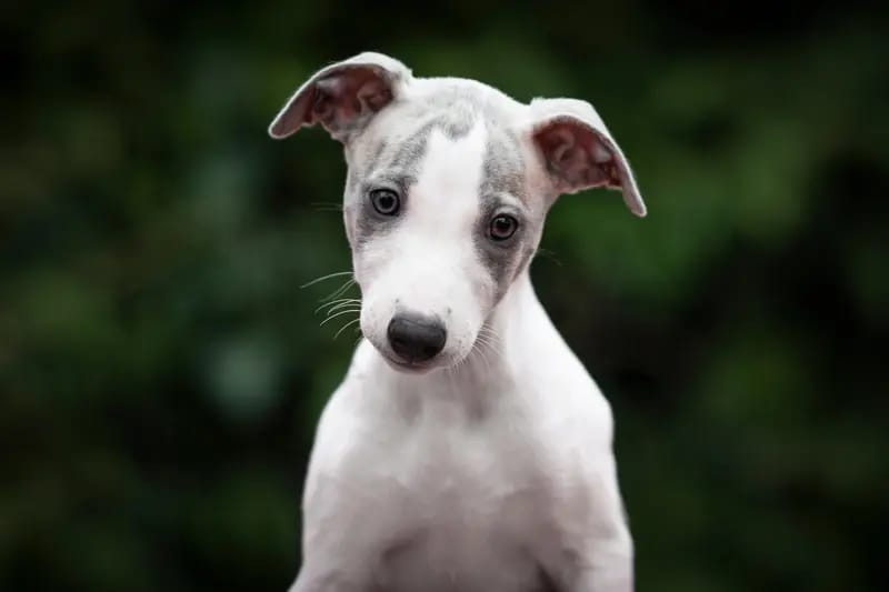 Whippets of Poet‘s Corner gallery image 4