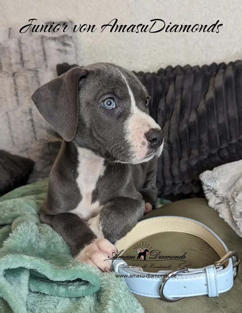Deutsche Doggen von AmasuDiamonds gallery image 3