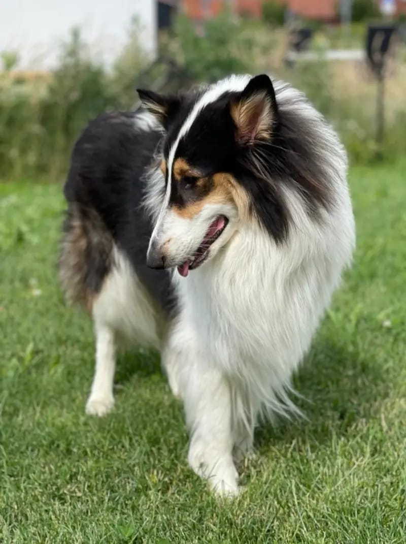 Colliezucht 'Of Passion' gallery image 3