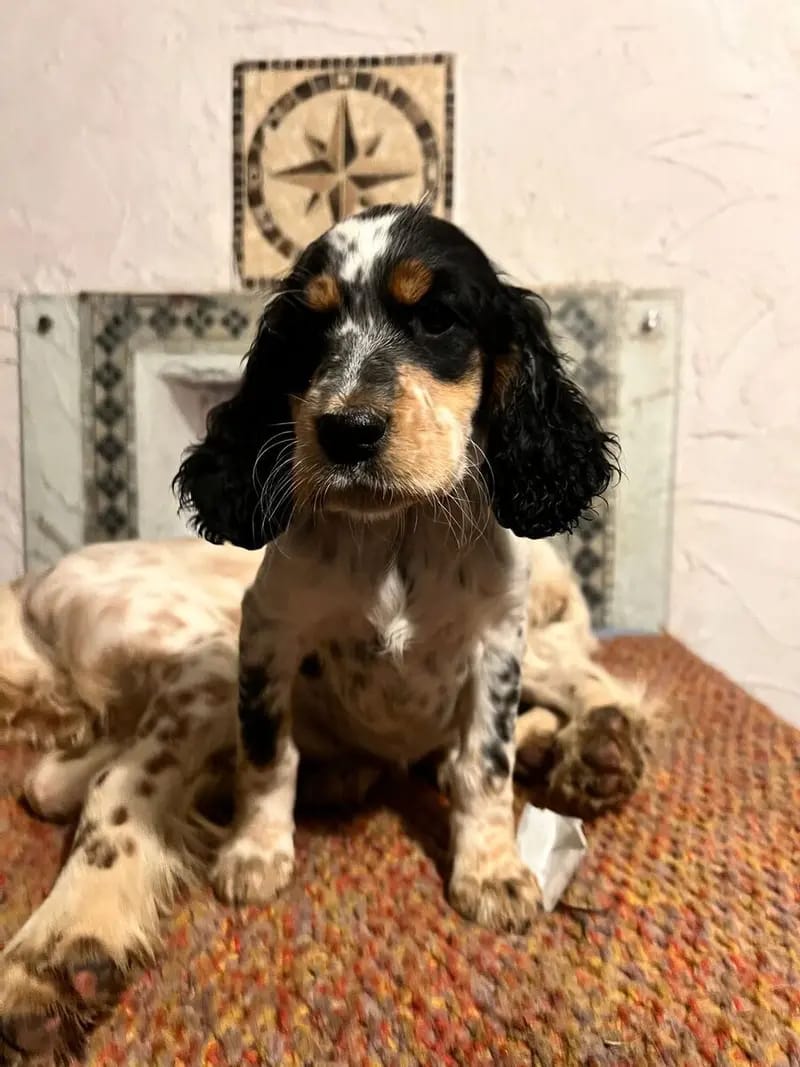 Zauberhafte English Setter Welpen werden voller Freude erwartet gallery image 3