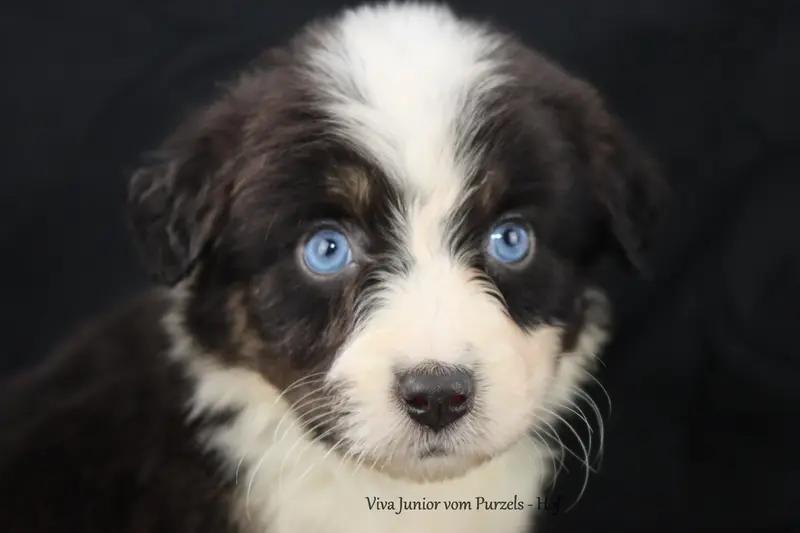 Viva Junior – Australian Shepherd hvalp – Billede 2