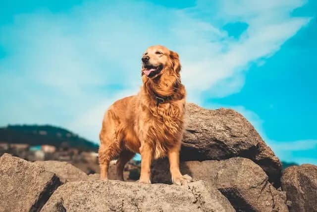 Golden Retriever – razza canina