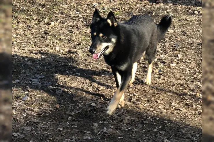 Wolf – Schäferhund-Mix – Photo 2