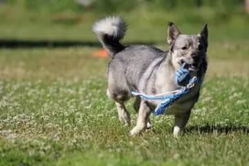 Västgötaspets – Hunderasse