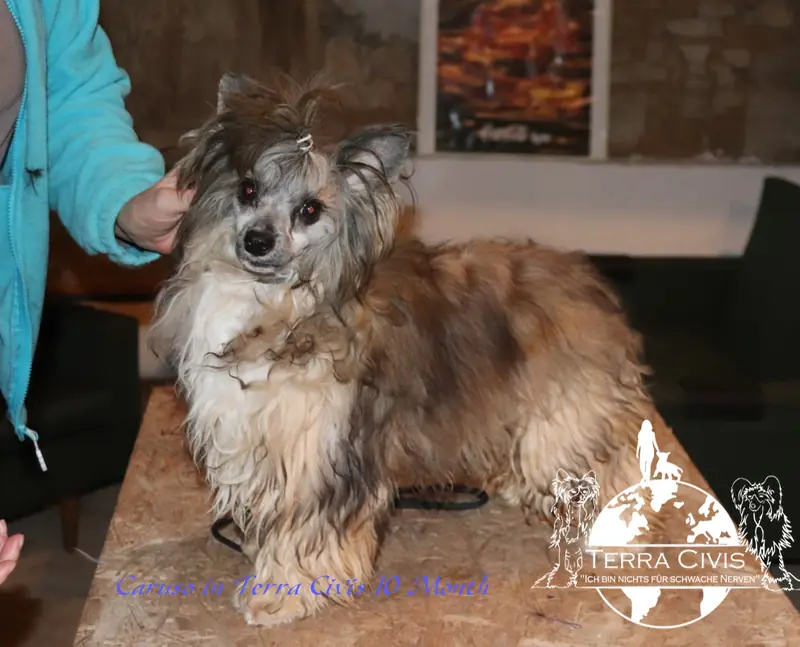 Caruso in Terra Civis – Chinese Crested Dog – Bild 3
