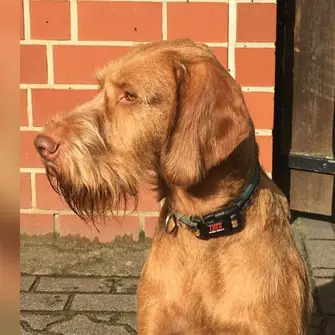 Priska von Mare Germanicum – Magyar Vizsla – Bild 2
