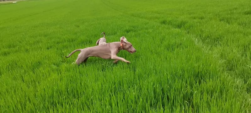 Weimaraner from Spirit of Eywa gallery image 2