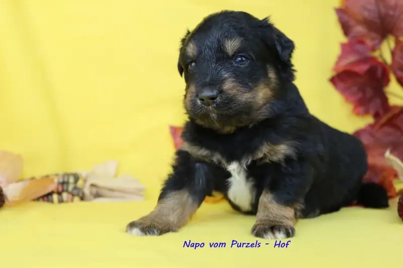 Natsu – szczeniak rasy Australian Shepherd – Zdjęcie 2