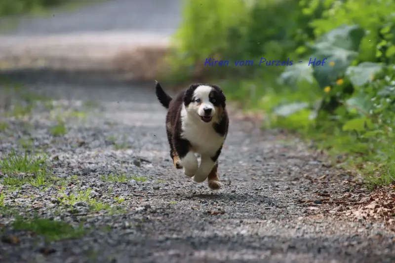 Kiran – Cucciolo di Australian Shepherd – Foto 3