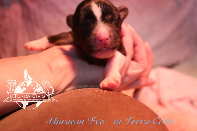 Huracán Evo in Terra Civis – Chinese Crested Dog Pup – Foto 2