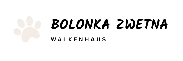 Queenie – Bolonka Zwetna (Nationale Rasse) Welpe – Bild 2