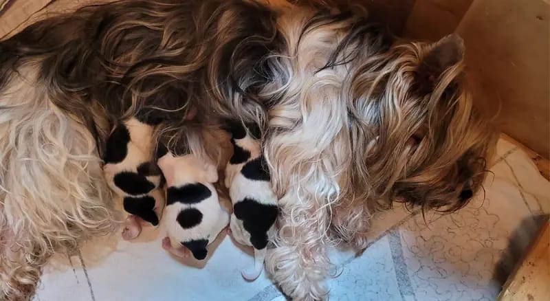 Weihnachtsgeschenke – Yorkiepoo Welpe – Bild 4