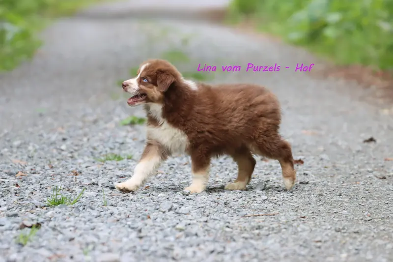 Lina – štěně Australian Shepherd – Foto 2
