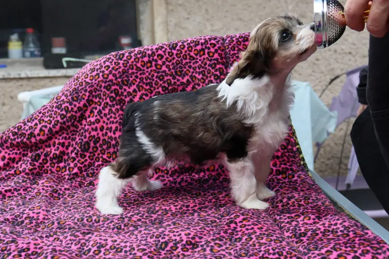 FUYUMI – štěně Chinese Crested Dog – Foto 3