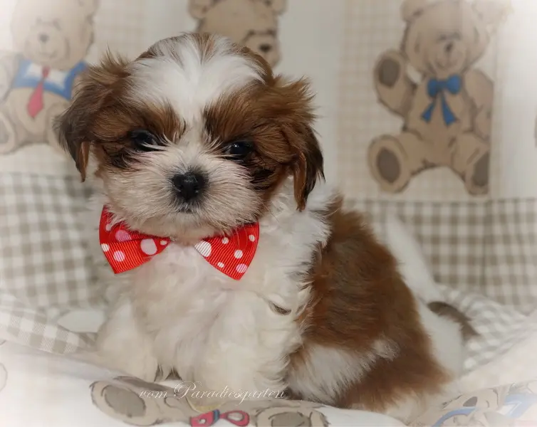 Gipsy vom Paradiesgarten – štěně Shih Tzu – Foto 2