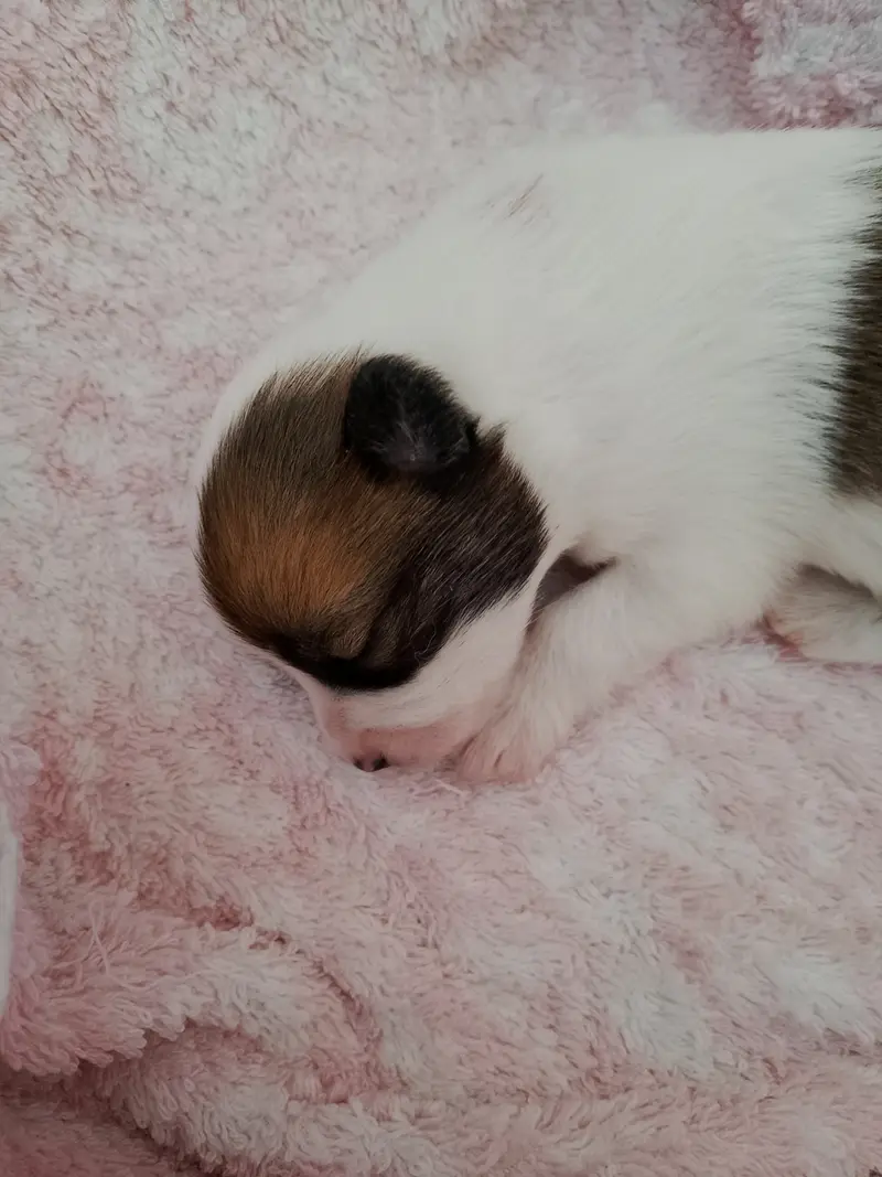 Calima (ist reserviert) – Cucciolo di Norrbottenspitz – Foto 2