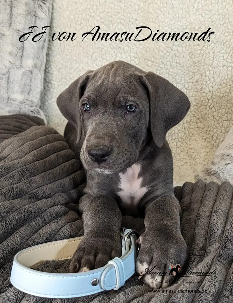 Deutsche Doggen von AmasuDiamonds gallery image 2